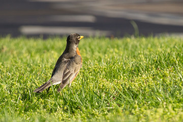 Robin city bird on grass next to road in Chicago, IL