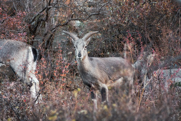Young brown mountain goat with horns eating grass in meadow
