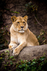 Naklejka na ściany i meble Beautiful Lioness posing while sitting on rock in Chicago zoo