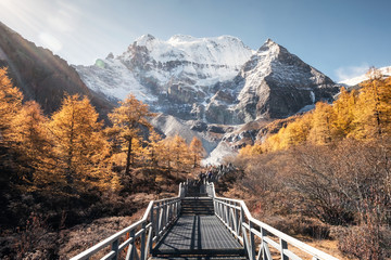 Mt.Xiannairi with golden pine forest on peak in autumn