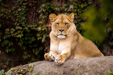 Obraz na płótnie Canvas Beautiful Lioness posing while sitting on rock in Chicago zoo