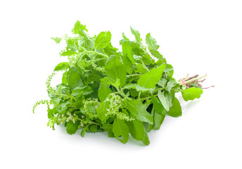 Holy basil on white background