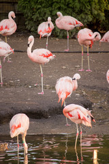 Group many pink Flamingoes in zoo in Chicago standing and feeding by water