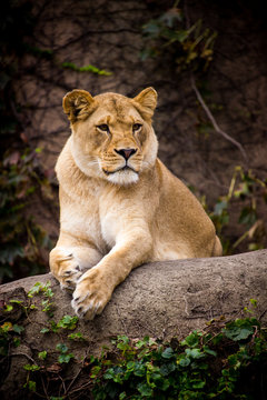 Beautiful Lioness posing while sitting on rock in Chicago zoo