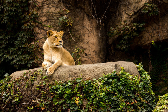 Beautiful Lioness posing while sitting on rock in Chicago zoo