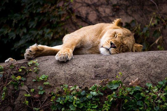 Lioness in Chicago Zoo sleeping on rock in enclosure