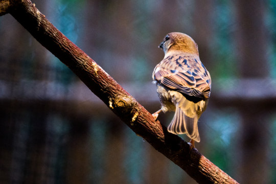 back of Sparrow sitting on tree branch