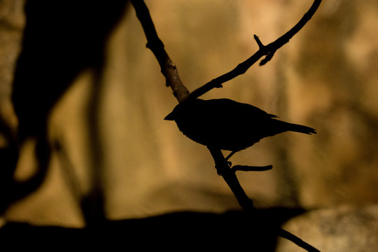 silhouette of sparrow on branch