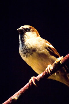 Sparrow sitting on tree branch low camera angle black background