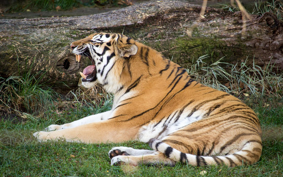 sitting Tiger in Chicago zoo roaring in enclosure
