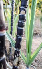 Closeup of sugarcane plants in growth at field