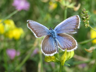 Common Blue butterfly sitting on a flower, close-up. Polyommatus icarus on green meadow 