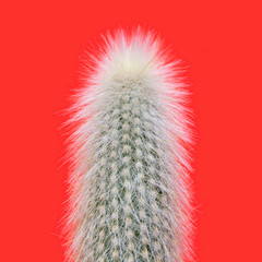 A silver torch cactus (Cleistocactus strausii)