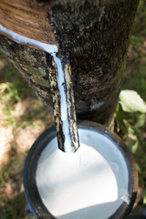 Tapping sap from the rubber tree