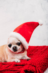 Cheerful dog Chihuahua is sitting in Santa Claus hat