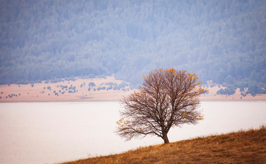 alone tree near lake in high mountains, autumn time
