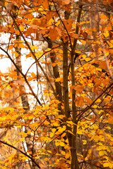 Yellow leaves on a tree in the wood 