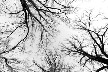 Fototapeta premium black and white trees silhouettes