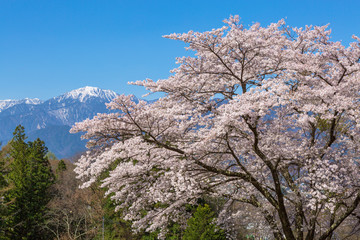 大町公園付近からの桜と残雪の北アルプス