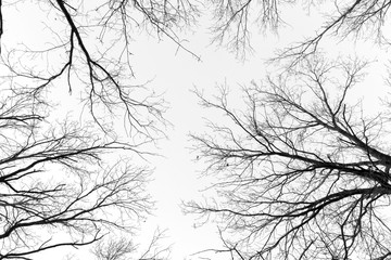 black and white trees silhouettes