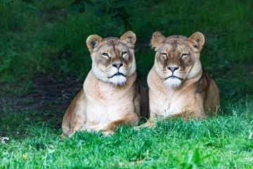 Fototapeta na wymiar Few cute Lions in the Zoo at Kerkrade, Nederland