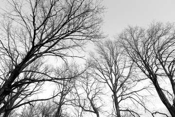black and white trees silhouettes