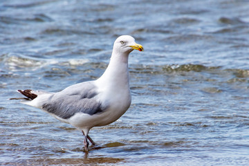 Fototapeta na wymiar Seagull with legs in the water searching for food along the coastline