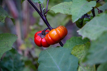 Tomates