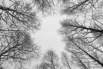 black and white trees silhouettes