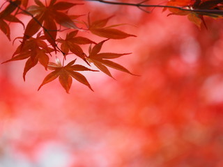 北海道 真っ赤なノムラモミジの風景