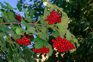 Bright red bunches of viburnum berries
