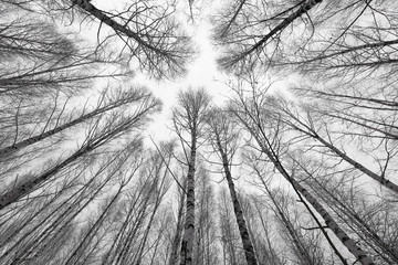 black and white trees silhouettes