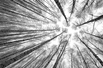 black and white trees silhouettes