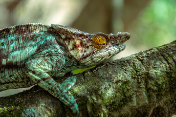 A chameleon species that is endemic to wild nature Madagascar