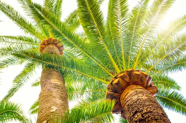 Papier Peint photo Lavable Palmier palmier