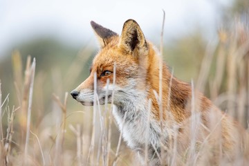Fox in the gras