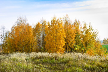 Landscape with beautifully colored birches on a clear autumn afternoon