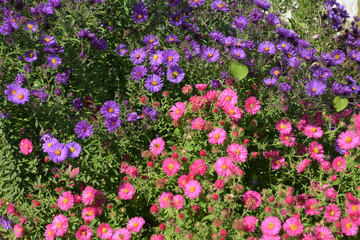 pink and violet chrysanthemum flowers with green leaves and yellow center in the garden with selective focus and blurred background