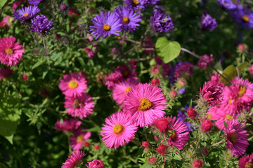 Obraz premium Pink and violet vivid beautiful chrysanthemum flowers at the autumn flower bed with sunlight and selective focus
