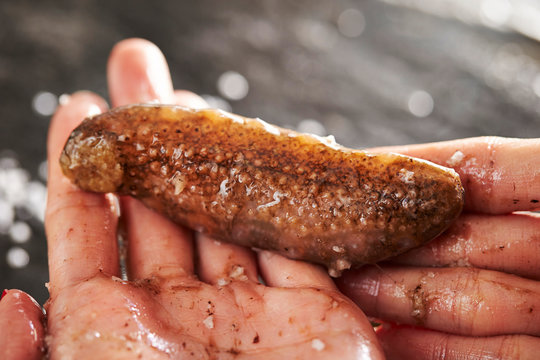 Fresh sea cucumber 