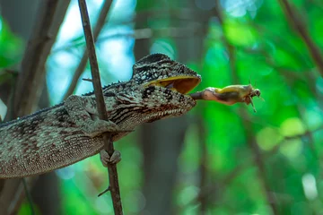 Crédence de cuisine en verre imprimé Caméléon Chameleon hunts insects in the wild nature of Madagascar