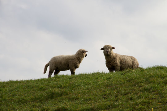 zwei wei&szlig;e schaft auf einem gras h&uuml;gel in rhede emsland deutschland fotografiert w&auml;hrend einer sightseeing tour in der natur