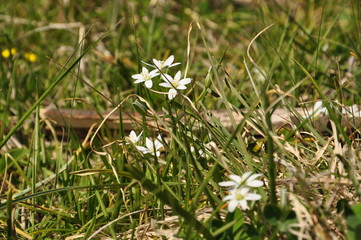 wild flowers in the grass