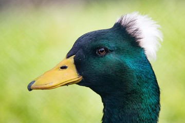 Duck with bad hairday