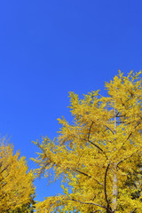 イチョウの黄葉