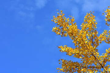 イチョウの黄葉