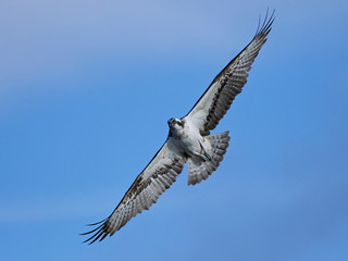 Osprey (Pandion haliaetus)