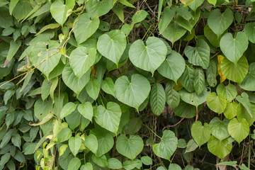 Fototapeta premium Green leaf in garden