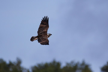 Osprey (Pandion haliaetus)