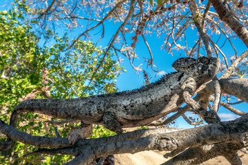 A chameleon species that is endemic to wild nature Madagascar